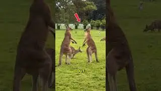 &ldquo;The Most Brutal Fight in the Wild? Not Lions&hellip; But Kangaroos?!&rdquo; #unexpectedhero