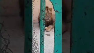 Travel to Bahawalpur | بہاول پور  | Bahwalpur Zoo |  Bahawalpur In Urdu & Hindi