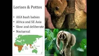 Primate Taxonomy 1