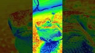 Wana brake from the ads #beardeddragon #lizard #viral #ads