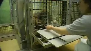 Orangutans (Pongo abelii) make flexible decisions relative to reward quality and tool functionality