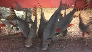 Semaprochilodus taeniurus 20-30 cm