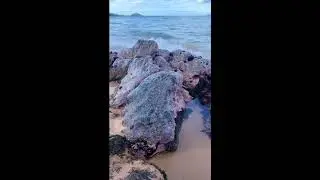 Tide pool beauty