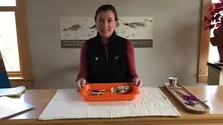 CSEP Virtual Lesson: Shorebirds and Beak Adaptations