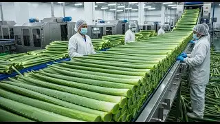 Inside an Aloe Vera Gel Factory You&rsquo;ve Never Seen Before