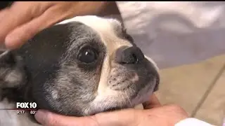 Valley veterinarian uses acupuncture to heal when other treatments fail