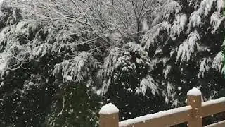 Alpaca in the snow