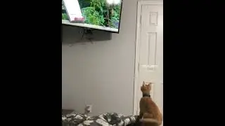 El gato cazador en acci&oacute;n 🐈⚡ | Instinto felino al descubierto #shorts