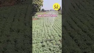 हरबऱ्याला पाणी देण्यासाठी तुषार सिंचनचा वापर #001 #waterfall #water #agriculture #irrigation #bjp