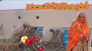 Alhamdulillah, the garden with plants has been made beautiful 🌻🥀💐🌿ll Amanat family VIogs