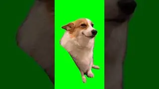Smiling Dog Meme Green Screen Effect 😏 #greenscreen