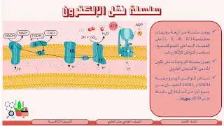 الصف الحادي عشر   المسار العلمي   الأحياء   التنفس الهوائي 4   الفسفرة التأكسدية