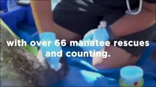 Manatee Awareness Month | SeaWorld Orlando