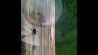 False widow spider