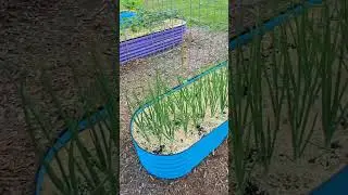 some cool #pnw #garden things