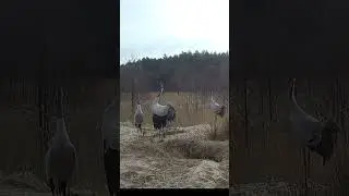 Klangor żurawi