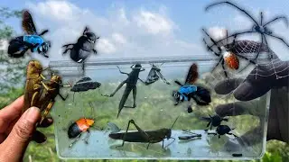 Rare insect in the wild‼️Blue Wasp, Grasshopper, Spider, Weevil and other small insects