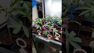 Marijuana🌱#feedshorts #feed #reels #growth #peace