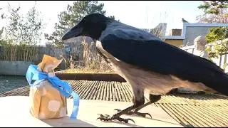 The Crow Received Another Present!