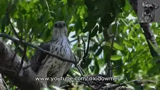 Mum encouraging 8-week-old Nesting CHANGEABLE AHWK-EAGLE Chick to fledge