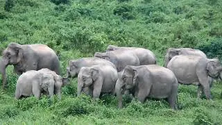 Elephant herd | elephant mating behaviour | angry elephant video | elephant attacks