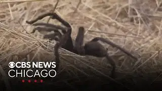 Experts warn of tarantula mating season this fall