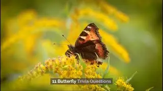 11 Butterfly Trivia Questions