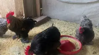 Mini cochin galinhas