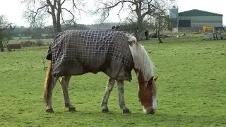 Mastering Pintabian Horse Training: Tips & Tricks! #Pintabian #HorseTraining #EquestrianTips #Horse