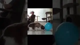 Cat vs Balloon