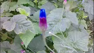 Cornflower - Centaurea cyanus an electric blue flower for gardens