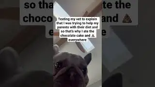 I did good, I good boy #dog #dogs #pets #pet #insurance #shorts #short #shortvideo #shortsfeed