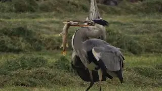 Reigers vangen enorme snoeken / Herons catch huge pikes