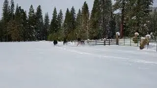 Kinship Ranch - Horses running in deep snow