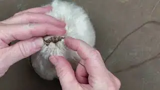 Вышиваем носик для медведя Тедди