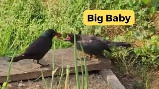 Wild Grackle Feeding Baby
