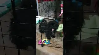 black shih tzu knows how to use her potty