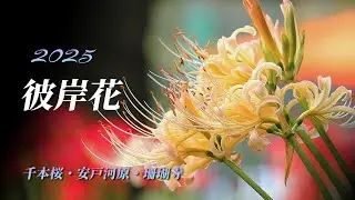 【彼岸花】2025年9月 撮影　赤城町南面千本桜・安戸河原遊歩道・珊瑚寺 4K
