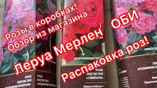 Розы в коробках. Обзор, распаковка, качество, корневая система!