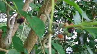Everbearing Mulberry-The Easiest Fruit Tree to grow in Florida