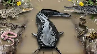 Wow amazing! Menangkap ikan lele raksasa, ular besar, buaya, udang lobster, kelomang, kura kura