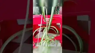 spiter plant