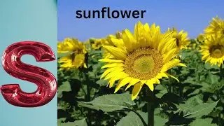 Flowers Alphabet Song | Flowers ABC Song | A to Z Flowers Names | Phonics for Kids