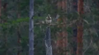 Whimbrel Sm&aring;spove Средний кроншнеп Zarapito trinador Courlis corlieu Regenwulp Regenbrachvogel 中杓鹬