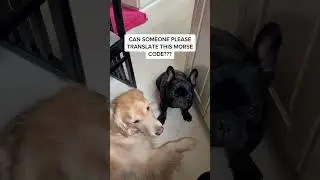 Dogs Blinking MORSE CODE?! | #shorts @OatieMeal