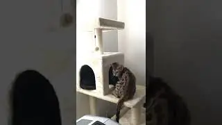 Henry inspecting the Cat tree (kitten throwback)