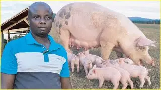 How He built A successful Pig Farm Using A limited Space In Uganda.