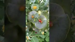 Native, but looks out of this world! 👽 #gardening