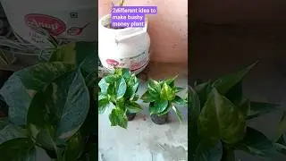2easy idea to grow bushy money plant in 5minutes||use old medecine bottle for making planter🌱🌱🌱☘️☘️