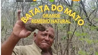 CONHEÇA ESSA BATATA DO MATO REMÉDIO DO SERTÃO 🕵️‍♂️🌵🥔